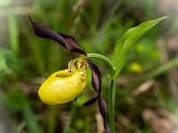 Prachtvolle Frauenschuh Orchidee